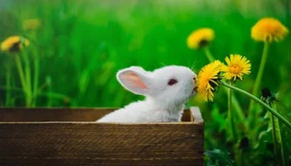 乐鱼体育平台app下载-未来潜力无限：澳大利亚队如何在乒乓世界舞台再创新高，澳大利亚乒乓球公开赛