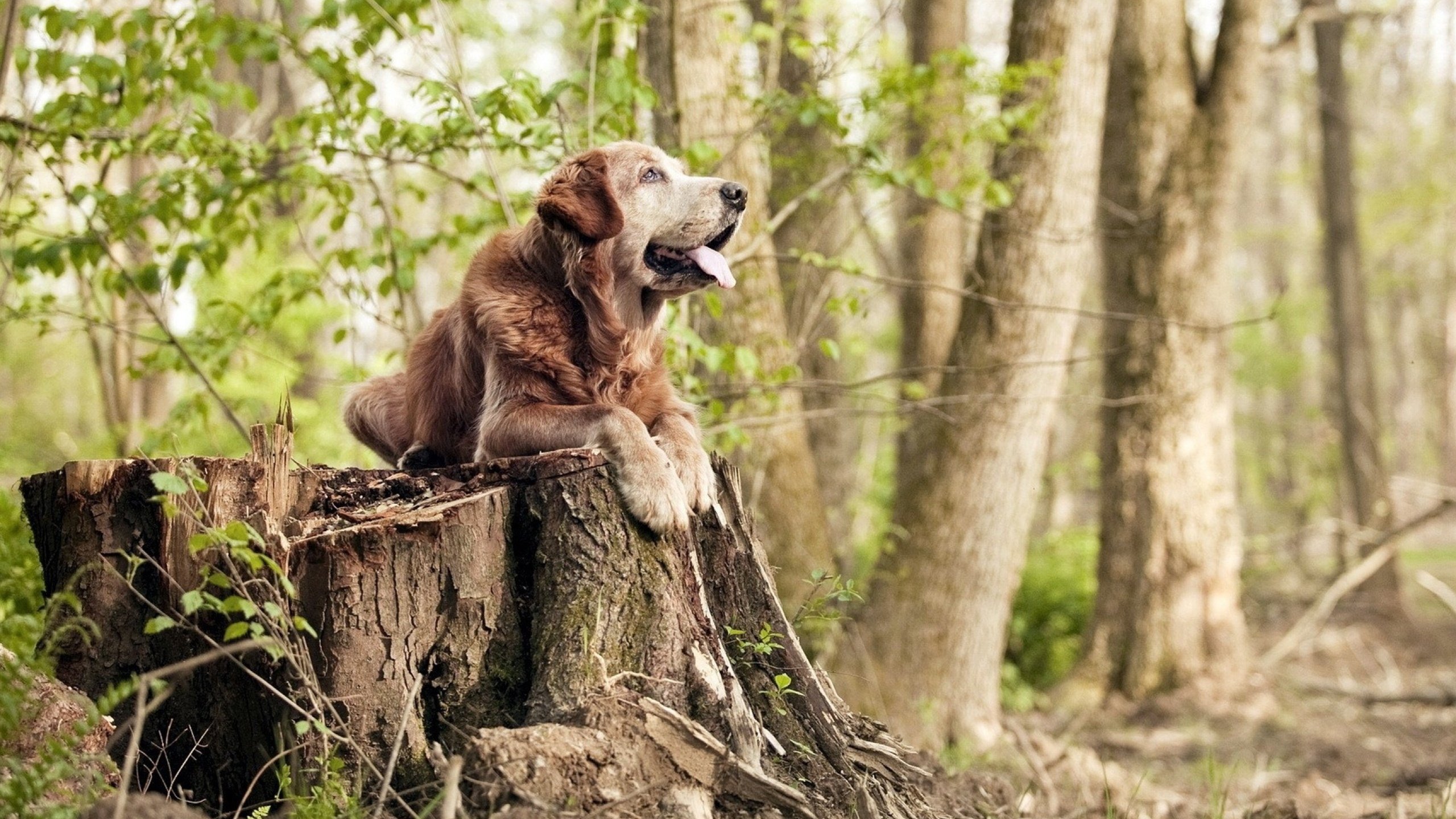 APP下载 LY Sports-_勇士开启疯狂三分盛宴，胜绩滚滚而来_，勇士三分排行
