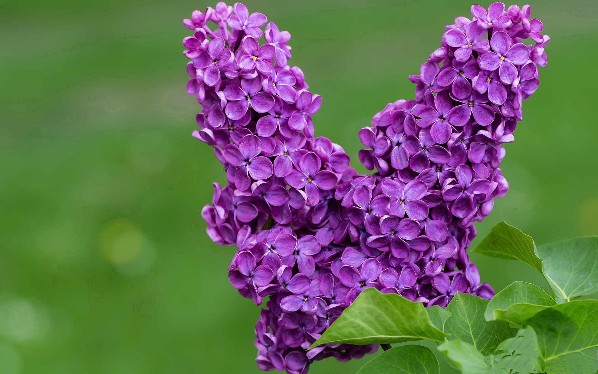 _湖人队全力以赴，誓冲季后赛名额_，湖人队新赛季