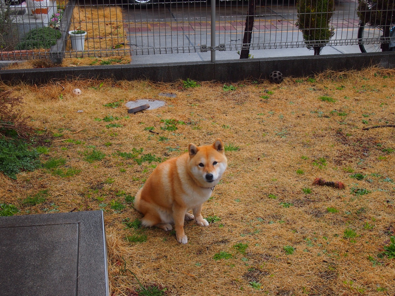 APP下载 LY Sports-特色运动用品不断创新，激发青少年篮球活力，青少年篮球训练器材