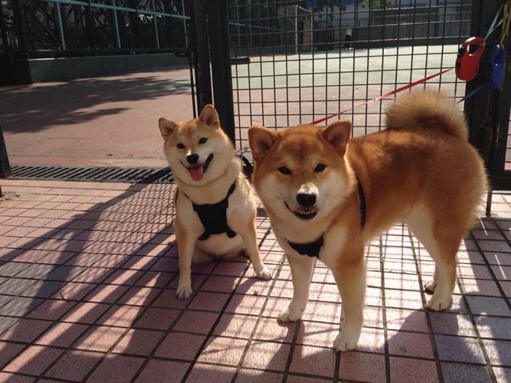 英格兰锋线三人组完美配合破门,英格兰队球风