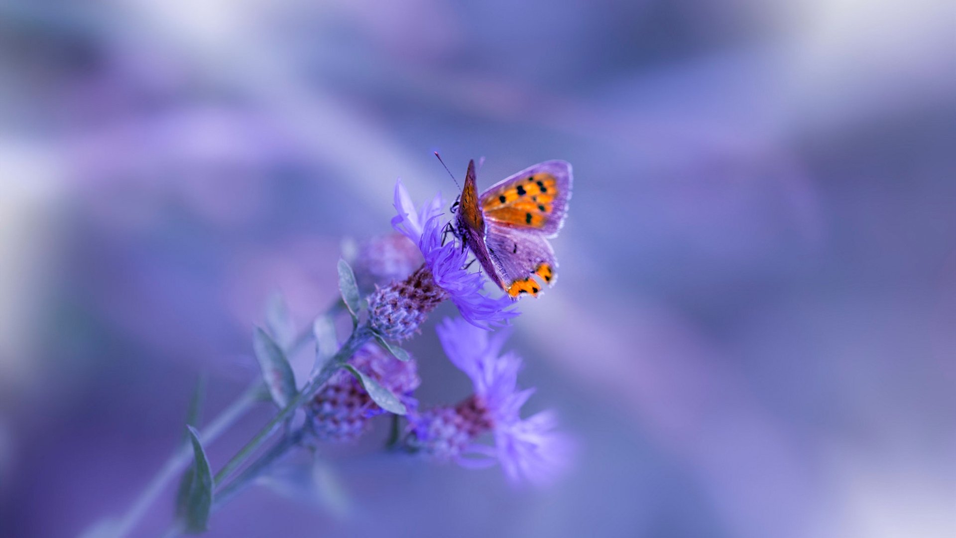 乐鱼电竞在线平台-尤文图斯俱乐部官方宣布续约主力后卫合同，尤文图斯足球俱乐部最新阵容