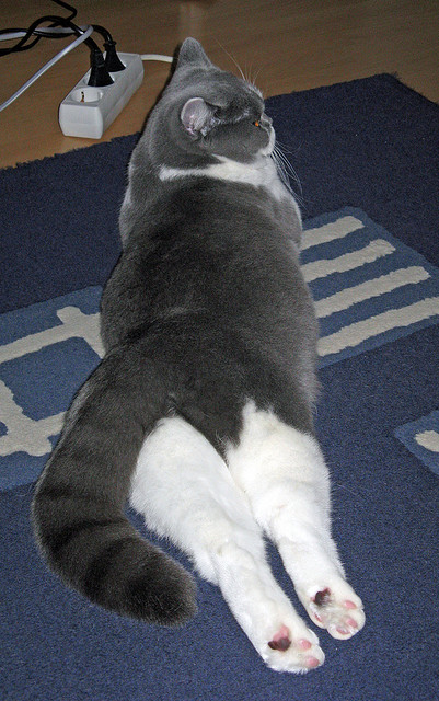 毕尔巴鄂竞技客场1-1战平塞维利亚,双方互有攻守,毕尔巴鄂竞技对阵比利亚雷亚尔