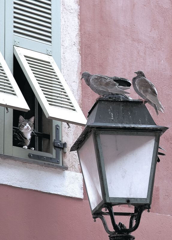 河北华夏幸福迎来连胜,实现保级大业,河北华夏幸福集团简介