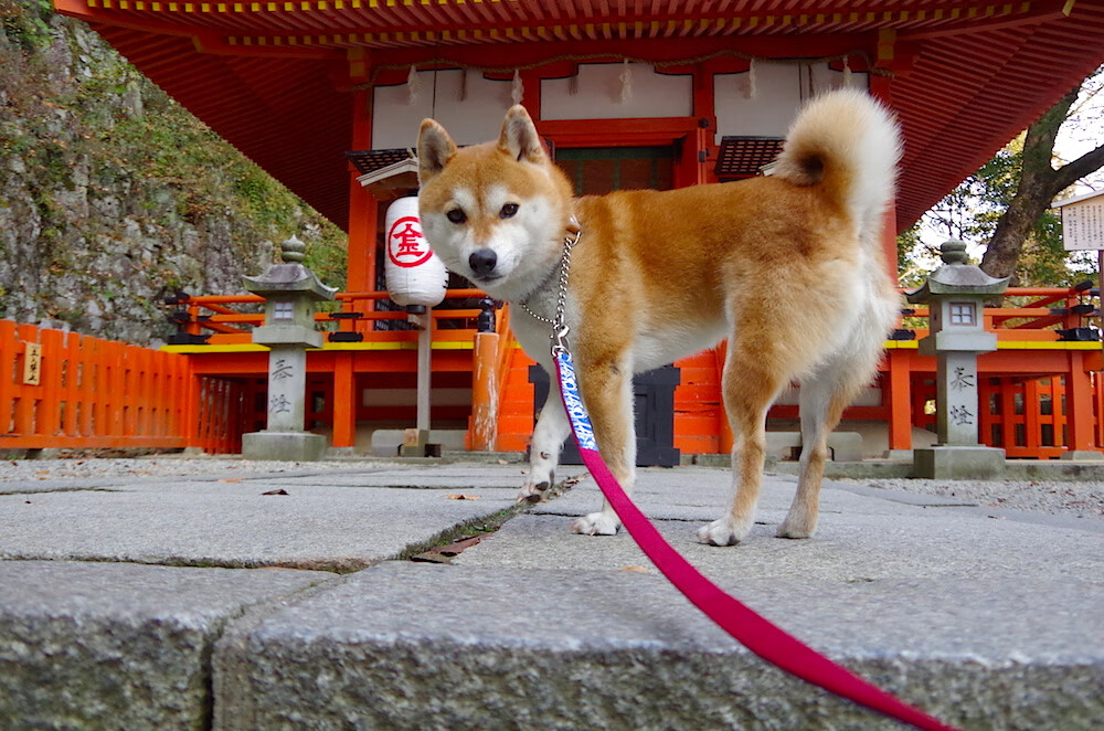 意甲裁判语义辅助判罚系统提升比赛公平性研究,意甲裁判球衣赞助商