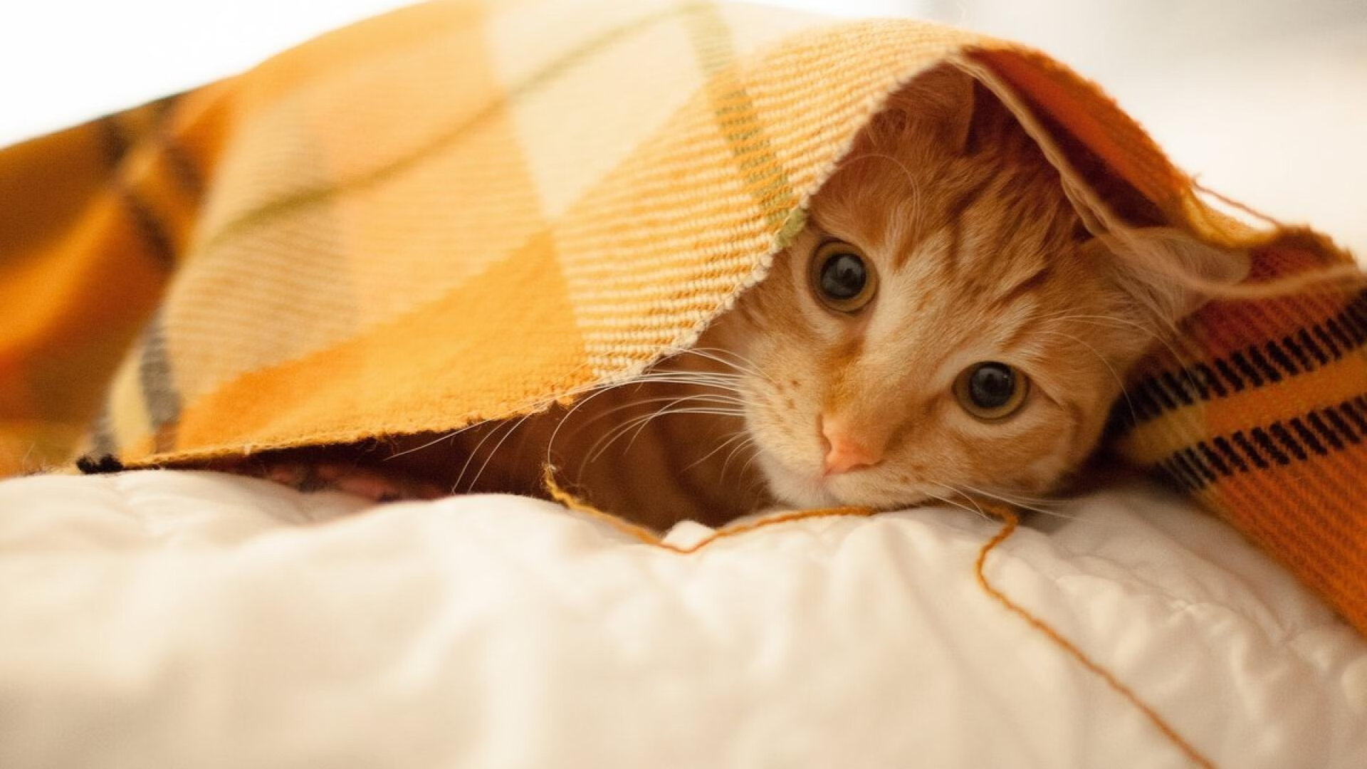 乐鱼电竞在线平台-该项目选手划水对称性较高