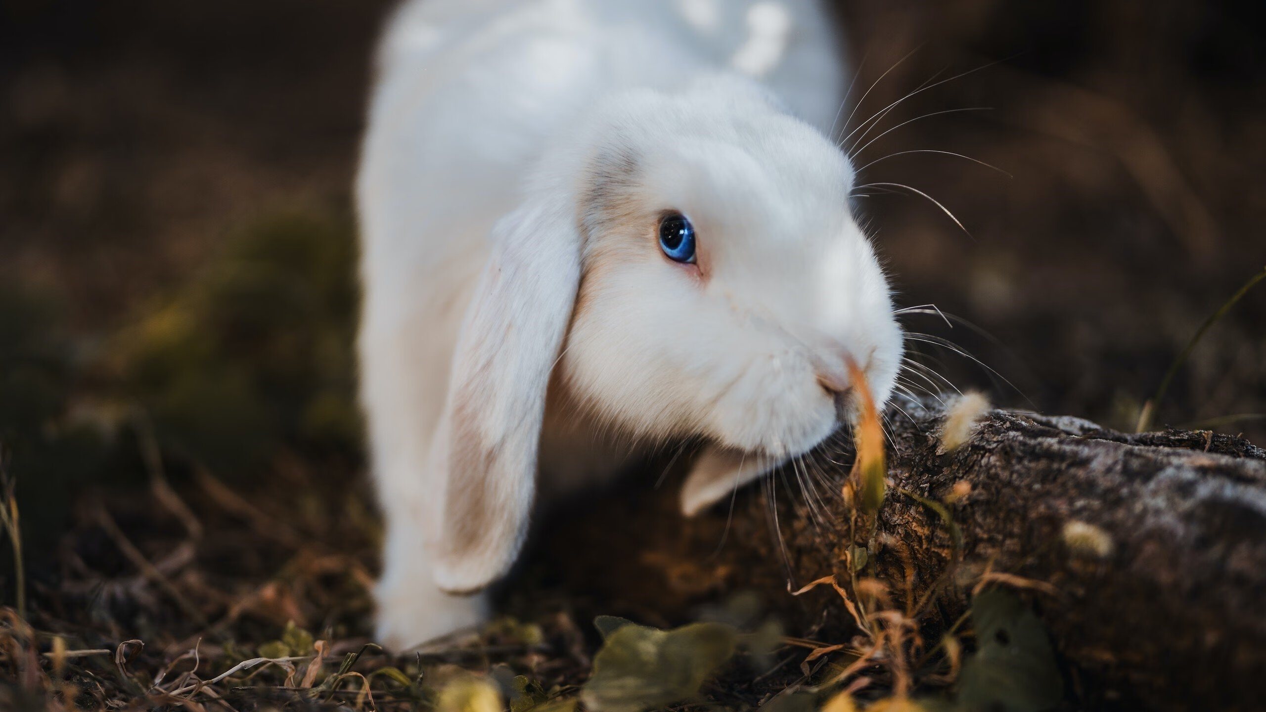 乐鱼官方登录入口-世界杯历史经典：精彩瞬间永远留存！，世界杯经典时刻