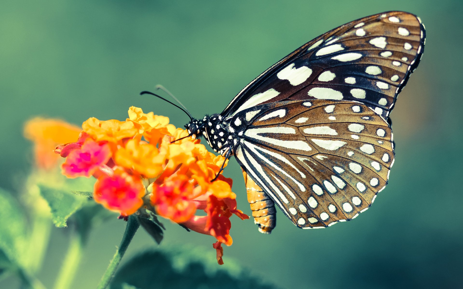 世界杯倒计时：2026年赛事场馆建设全面推进中，2022年世界杯场馆