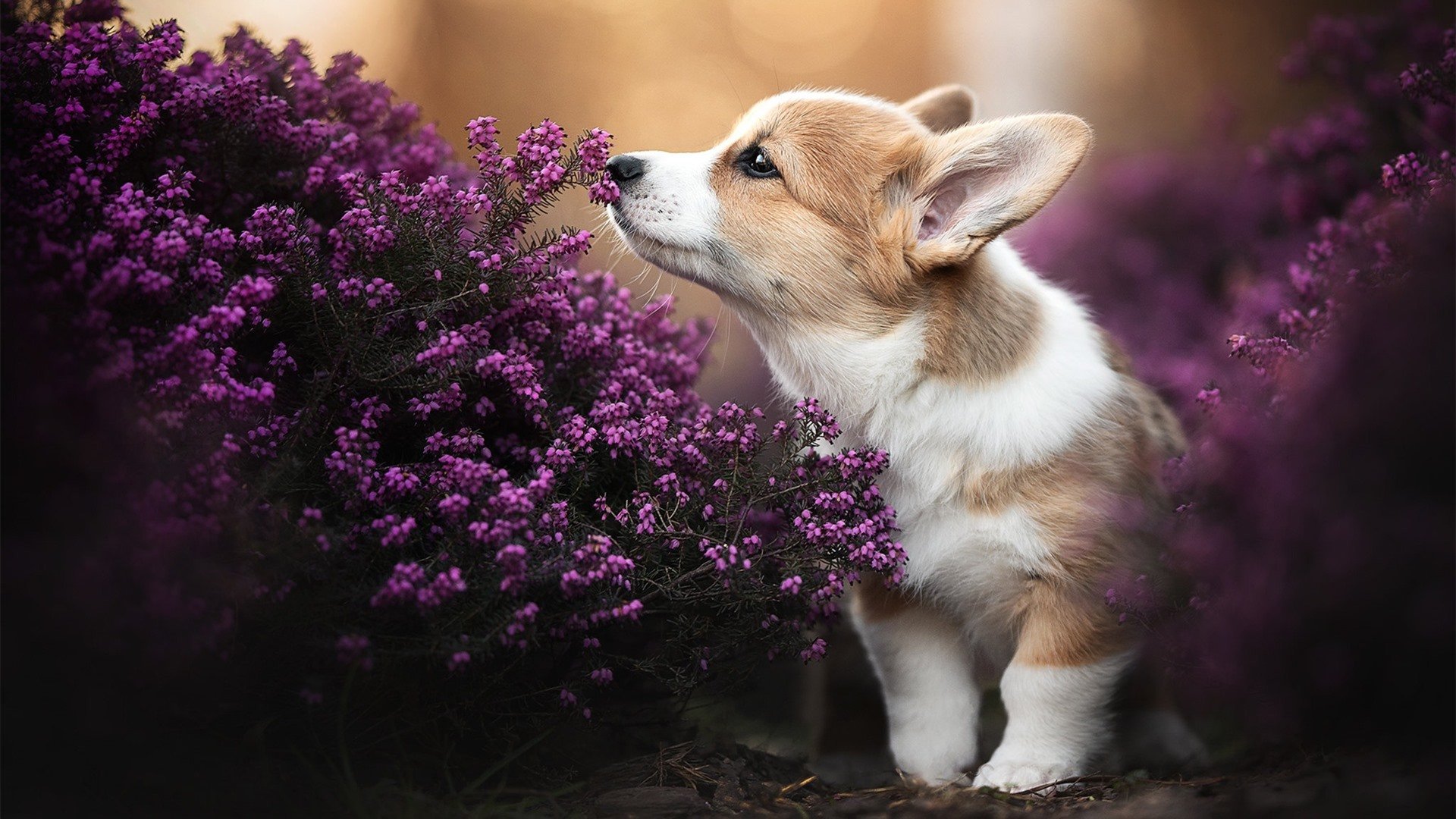 主场连胜打破记录赛季表现稳定获得球迷极高满意度,主场取胜